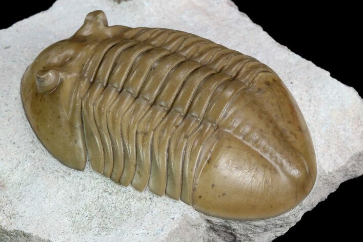 Asaphus Lepidurus Trilobite With Brachiopod - Russia #125667